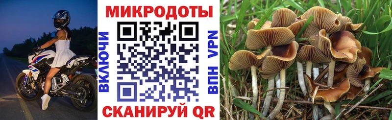 купить наркотики цена  hydra вход  Галлюциногенные грибы мухоморы  Почеп 